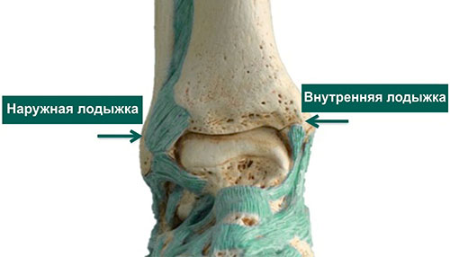 Суставы Ноги Человека Фото